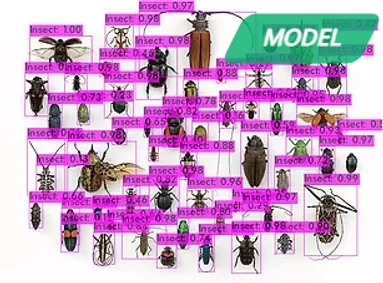 Insect Detector demo output